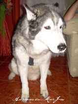 Mi Hunsky Siberiano DANKO