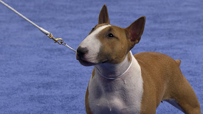 bull inbreeding terriers broken terrierman dose daily