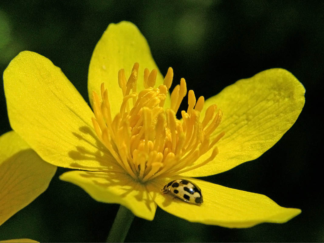 Цветы швеции