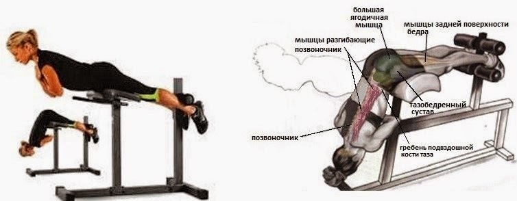 Мышцы разгибатели позвоночника упражнения