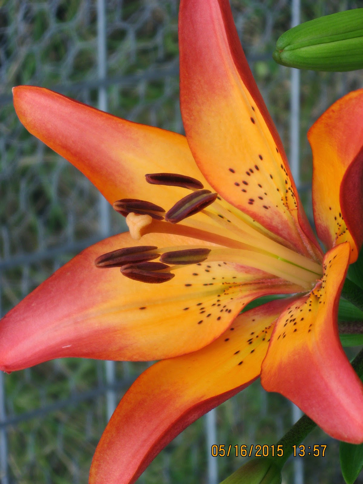Off The Highway Asiatic Lilies in Texas