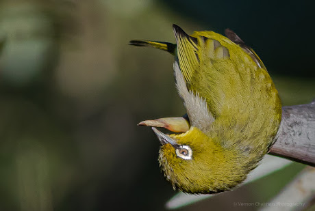 Cape White Eye Bird Kirstenbosch National Botanical Garden Cape Town Vernon Chalmers Photography Cape White Eye Bird Kirstenbosch National Botanical Garden Cape Town Vernon Chalmers Photography