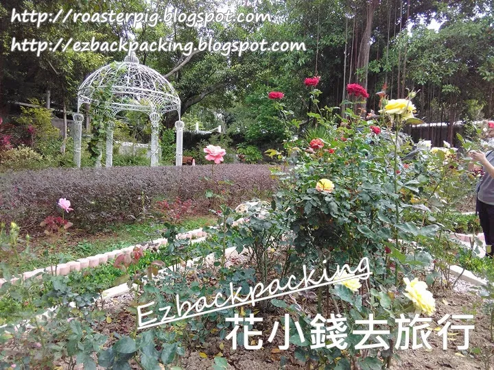 香港玫瑰園:西式花園浪漫賞玫瑰