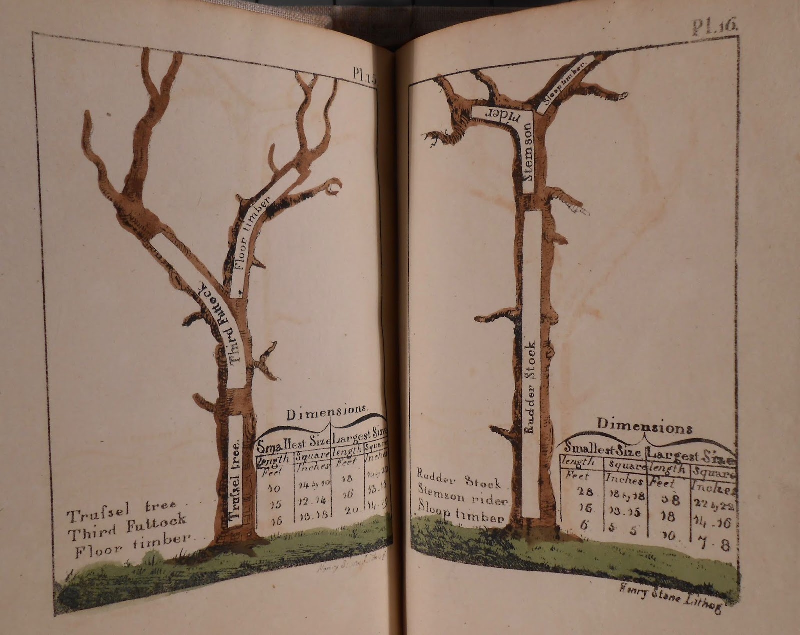 Rauner Special Collections Library: Butchering a Tree