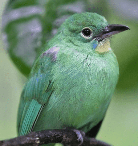 Harga Burung Cucak Ijo Terbaru Hari Ini Oktober 2019 Masmalik Animal