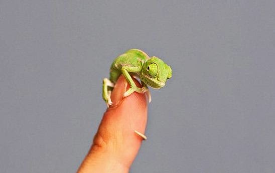 أصغر حرباء في العالم طولها 5 سم