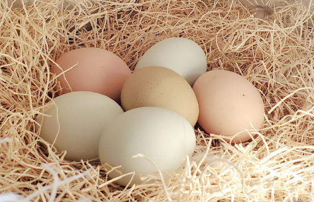 nest of chicken eggs