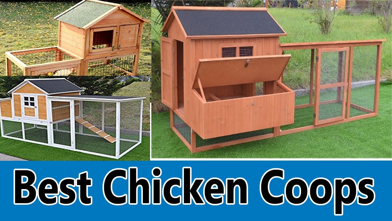 The Best Chicken House Checklist to Have the Best Chicken Coop in All