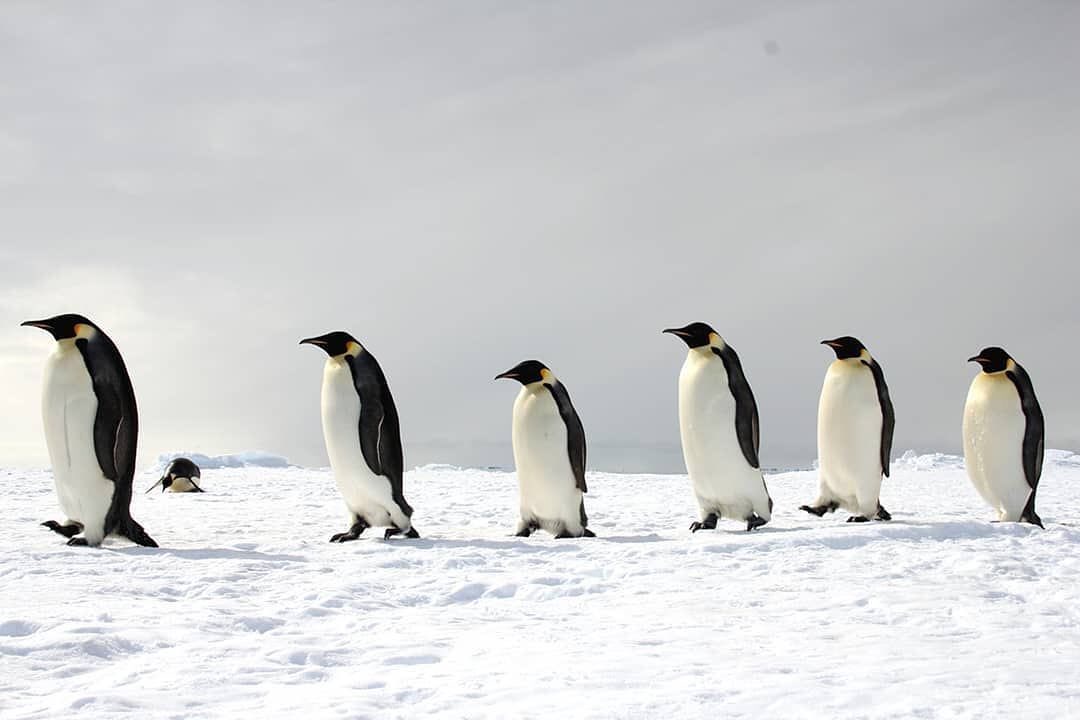 эндемики антарктиды. животный мир е антарктиды. органический мир ( животные и растения ) антарктиды. необычные пингвины. животный мир антарктиды.