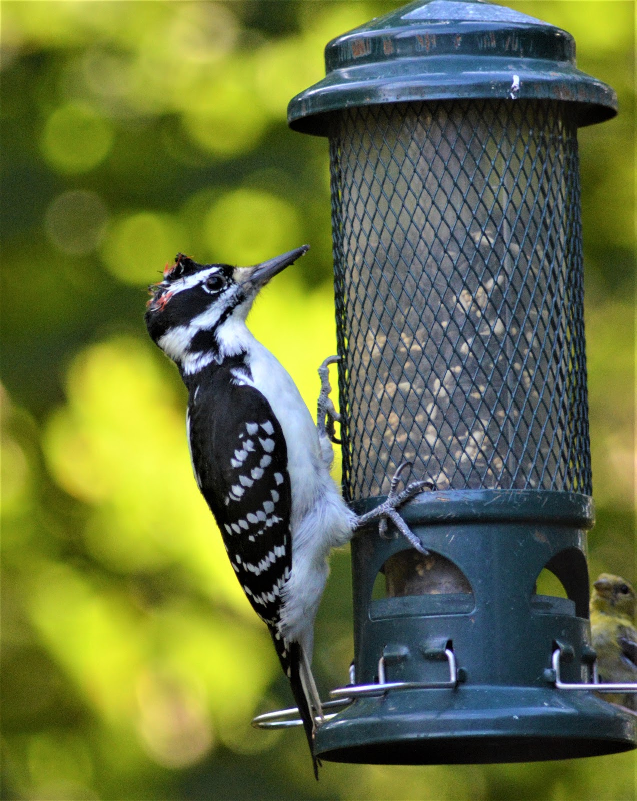 Barry The Birder Hairy Woodpecker Has Figured Out Birdfeeder