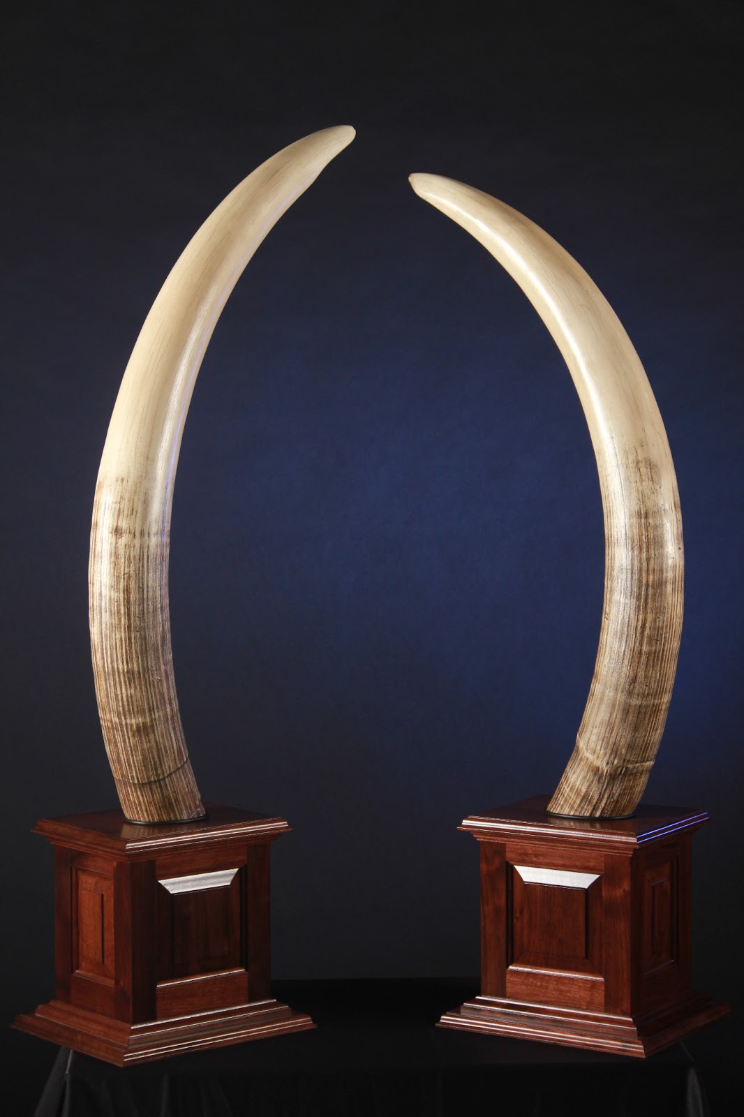 YOUNGS WILDLIFE Elephant Tusk mount