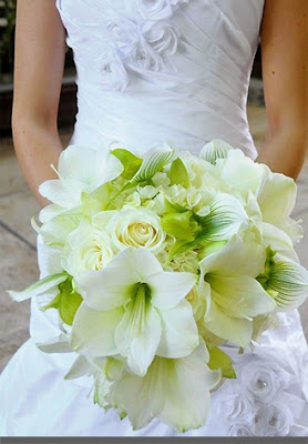 best amaryllis wedding flowers