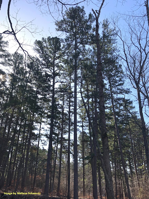 Shortleaf Pines lifting to the sky at Hawn State Park in Sainte Genevieve, Missouri