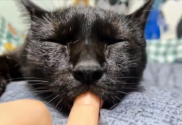 Cat weaned too early sleeps with owner's finger in his mouth