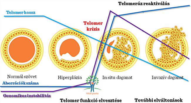telomeráz anti aging kiegészítő értékelések