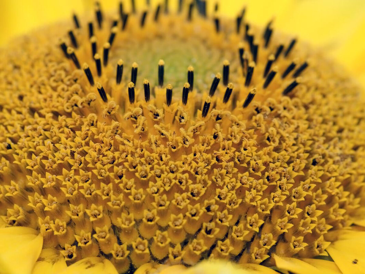 Helianthus annuus. цветок гелиантус желтый. подсолнух соцветие. подсолнечник цветки соцветия. соцветие корзинка подсолнечник.