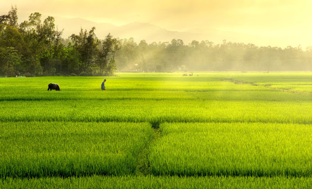 "Ngây ngất" Hình ảnh đẹp về làng quê Việt Nam đẹp như tranh