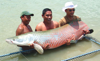 Arapaima : Ikan Monster Amazon di Sumatera Barat