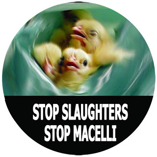 STOP MACELLI STOP SLAUGHTERS. Campagna Attacca l'Adesivo2