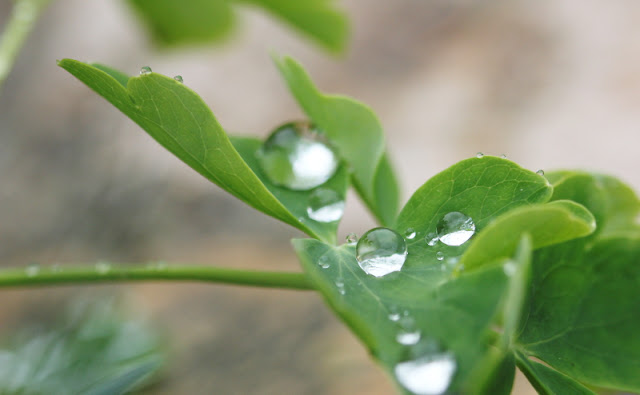 Gouttes d'eau sur feuille d'ancolie