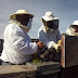 LA UNIÓ prevé un importante descenso en la producción de miel y unas pérdidas superiores a los 6,5 millones de euros para los apicultores