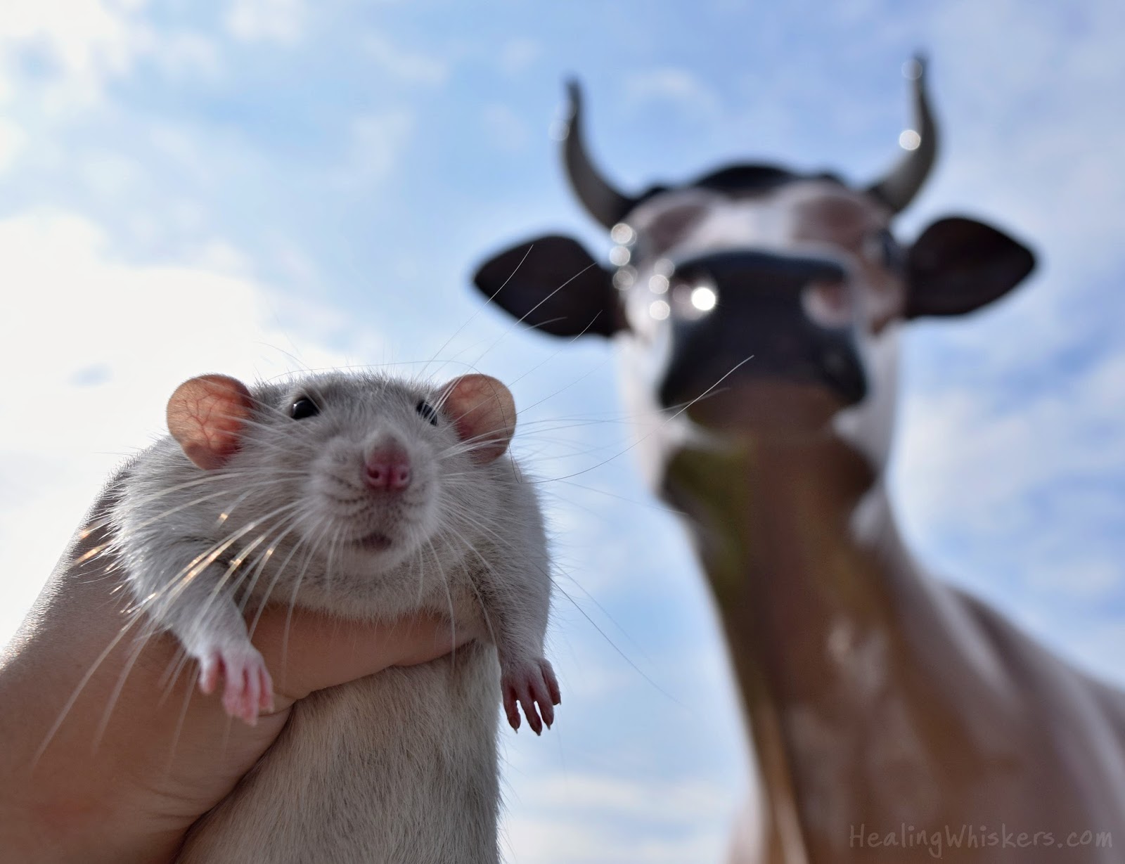 Healing Whiskers Rats, Rat Rods, and Romaine Lettuce