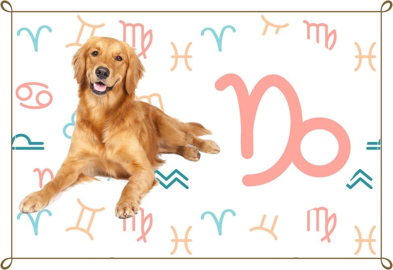 Собаки по знаку зодиака. Знаки зодиака собаки. Год зодиака собака. Восточный гороскоп собака. Собака год рождения.