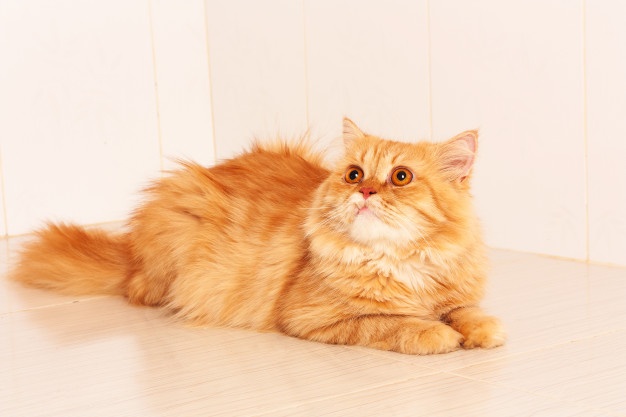 Cat Breeds Loverz What Are Cat Breeds And Types Of Cat Breeds