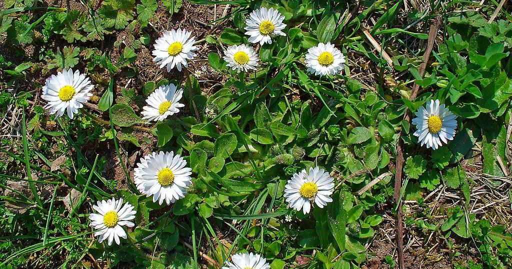 Raw Edible Plants Daisy (Bellis perennis)