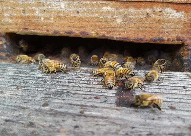 organisation d'une ruche