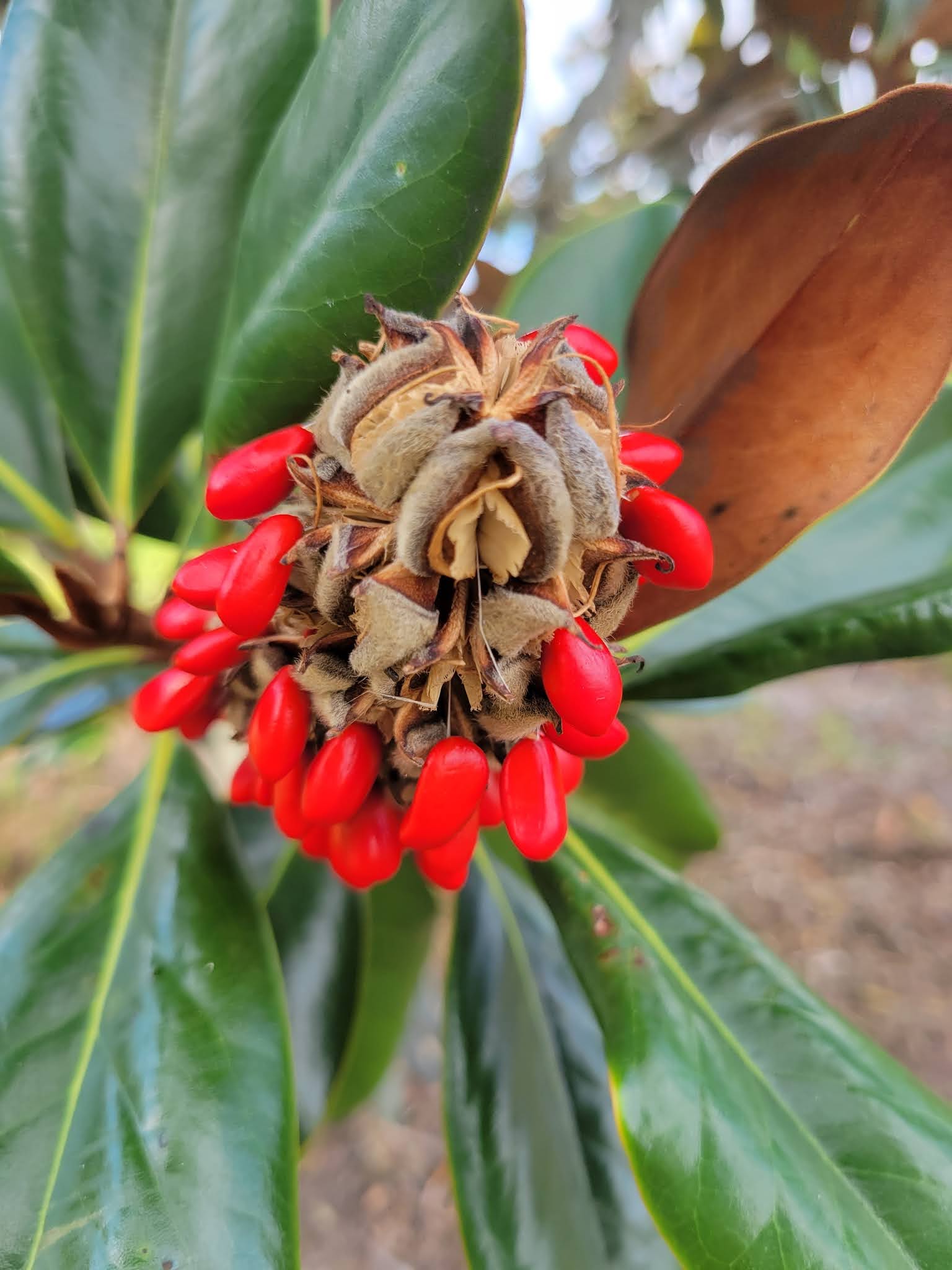 How To Grow Magnolia Trees From Seeds How To Grow Magnolia Trees From Seeds