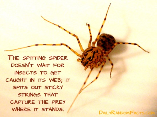 animal facts, facts about animals, interesting animal facts, spitting spiders fact