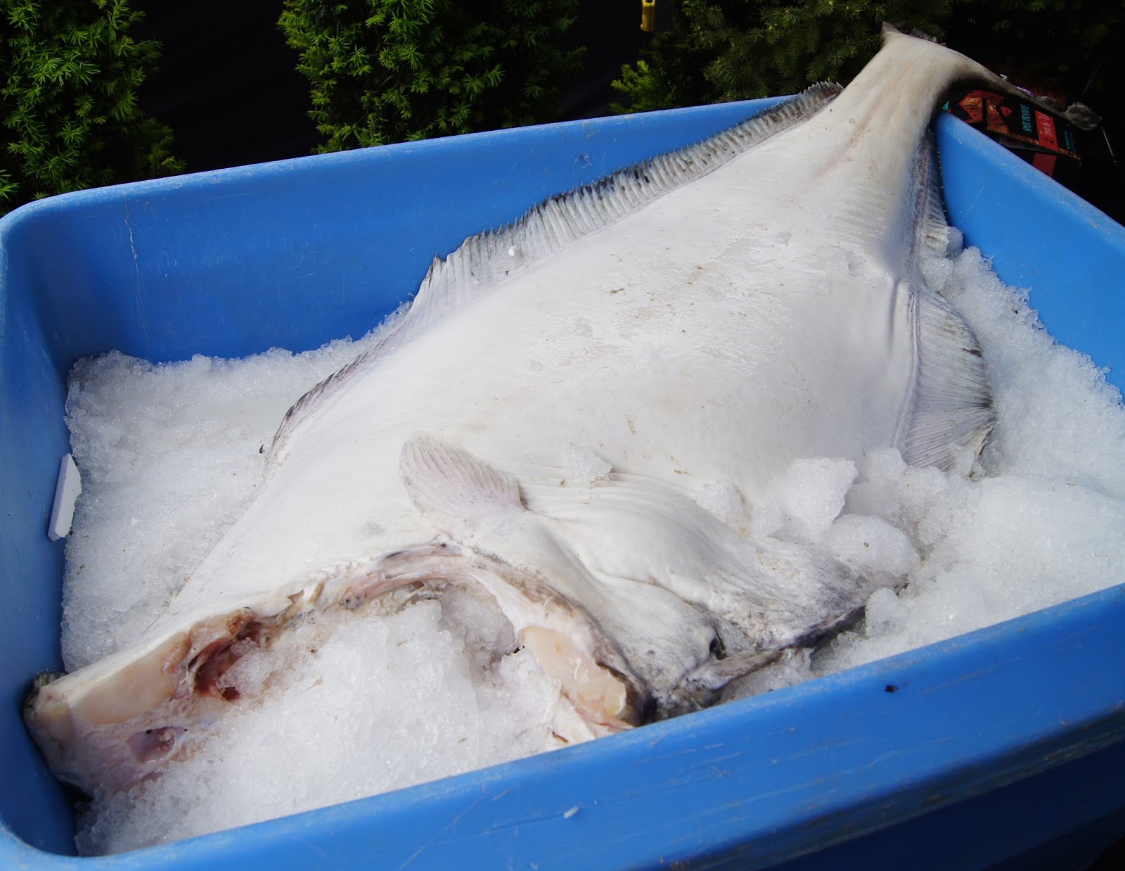 Savvy Shopping, Deals & Reviews 3rd Annual Halibut Festival at The