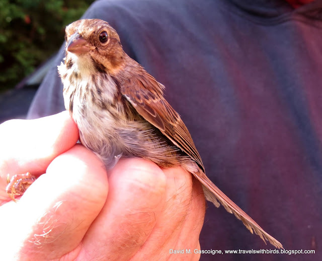 The First Weekend of Fall Bird Banding at SpruceHaven and a Visit by