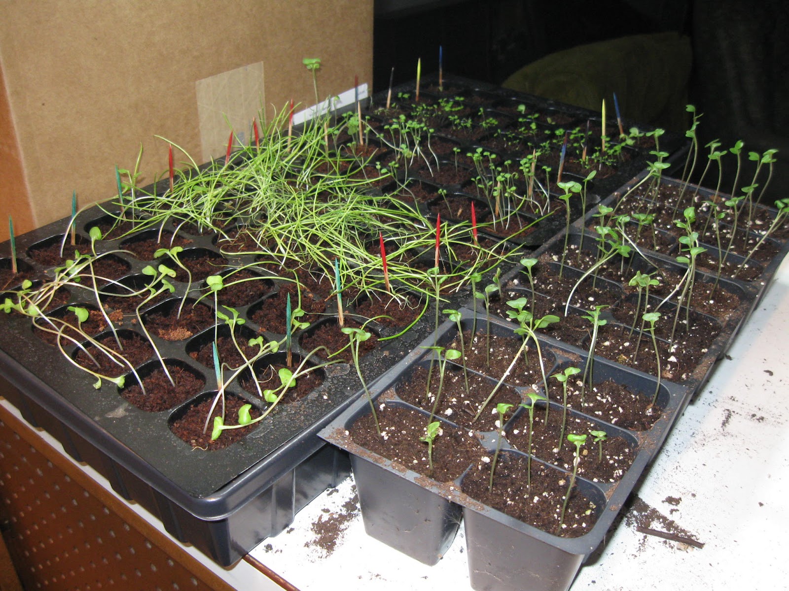 A Garden of Antietam Struggling with Seedlings