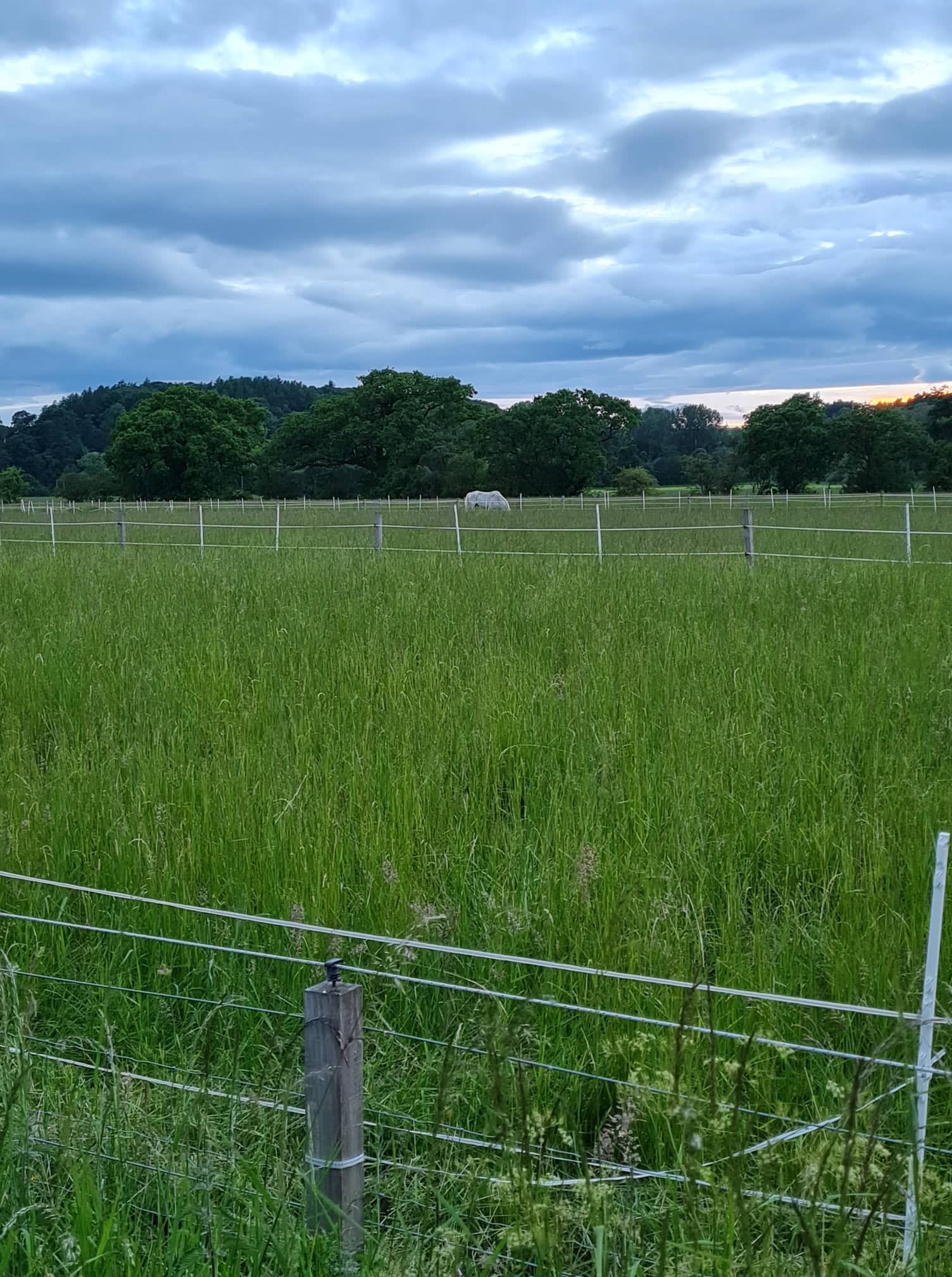 equineBehaviourBlog How to help horses with separation anxiety