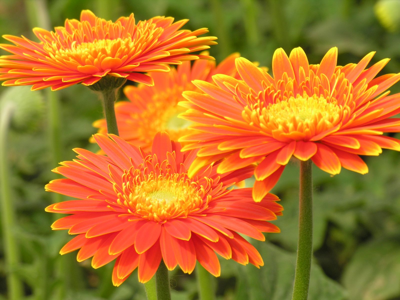 Hình ảnh Hoa hình ảnh về các Loài hoa đẹp Hoa Đồng Tiền