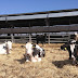 Ο κλάδος της αγελαδοτροφίας γαλακτοπαραγωγής εκπέμπει S.O.S.!
