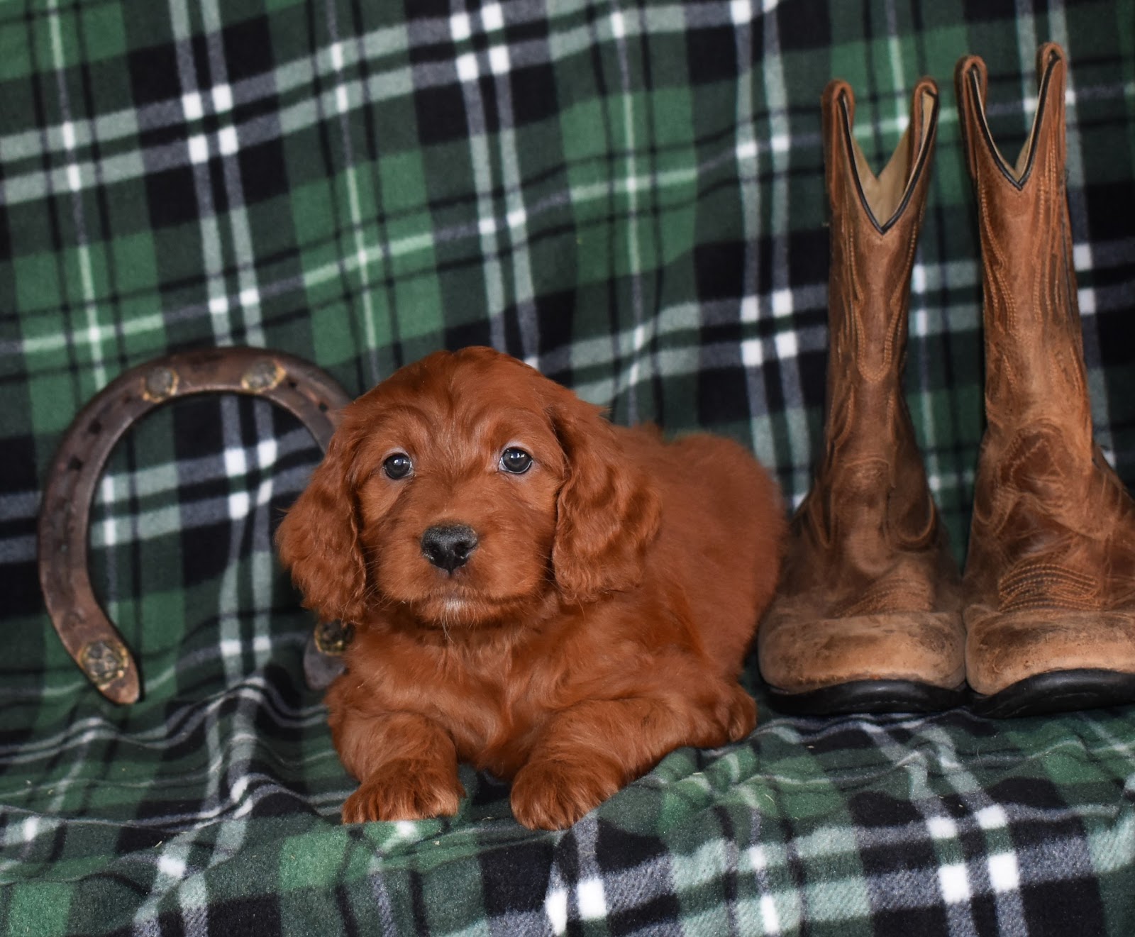 Toodles Doodles Golden Doodles And Irish Doodles Irish Doodles