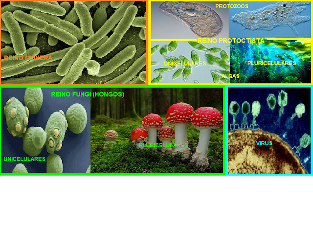Tema 2 7 Del Libro Clasificacion De Los Seres Vivos Virus