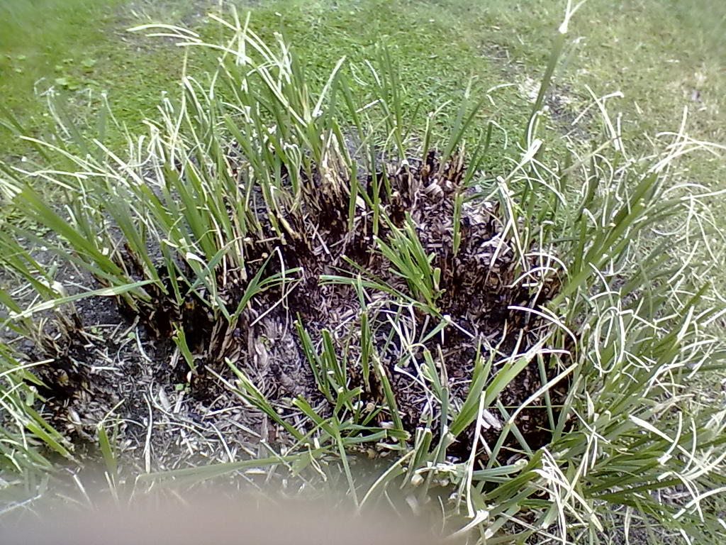 Rachel the Gardener Pampas Grass How to Set Fire to One (with or