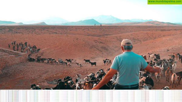 El Gobierno canario abona 1,5 millones a los ganaderos productores de leche afectados por la pandemia