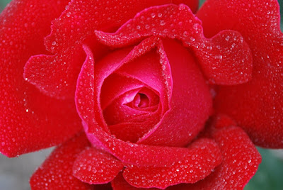 Red Rose