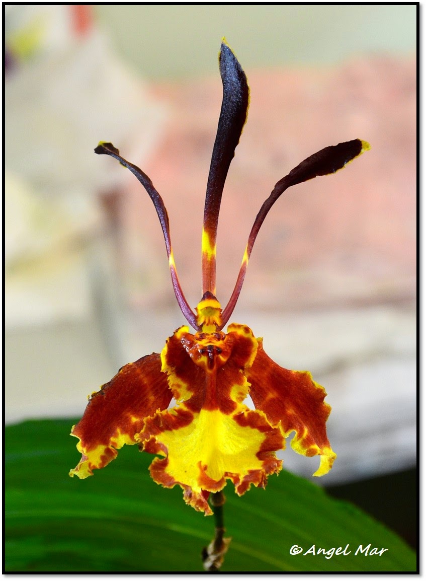 Orquídeas Blog de Angel Mar: Psychopsis papilio (Orquídea mariposa)  Cuidados básicos