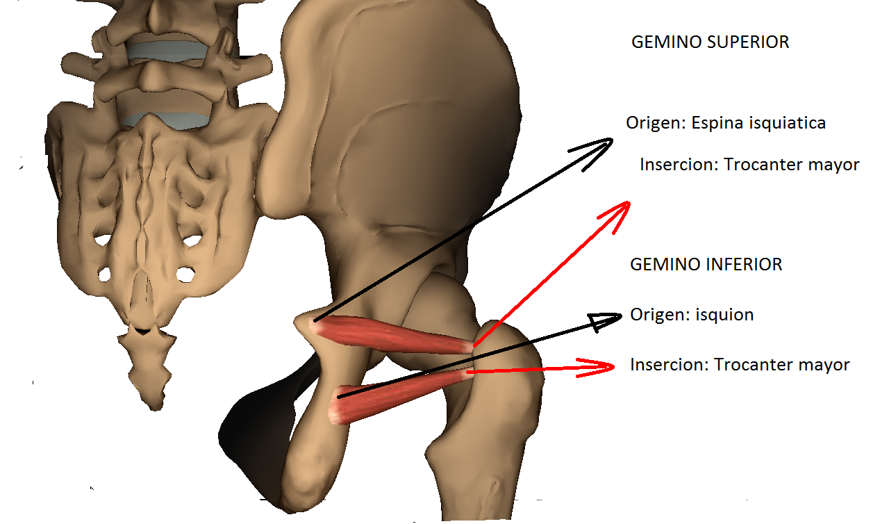 Anatomy full : MUSCULO GEMINO SUPERIOR