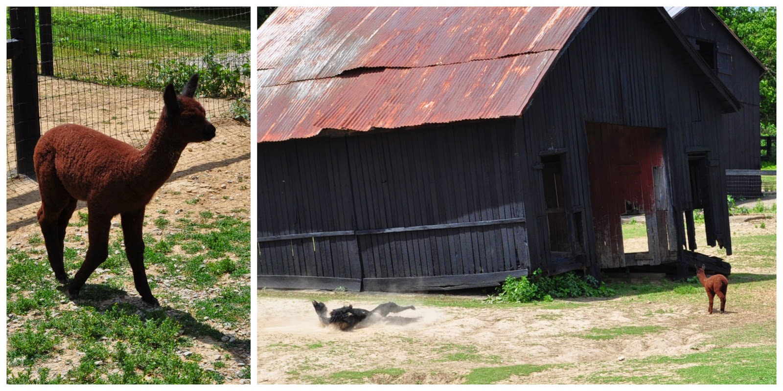 Road Trip Campbell County Farm Tour TOMORROW July 19! The Food Hussy!
