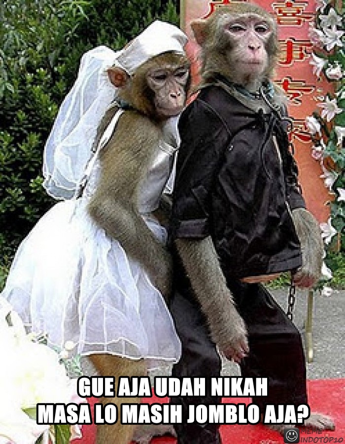 Kumpulan Meme Foto Lucu Dan Ngakak Meme Lucu Monyet Bikin Ngakak