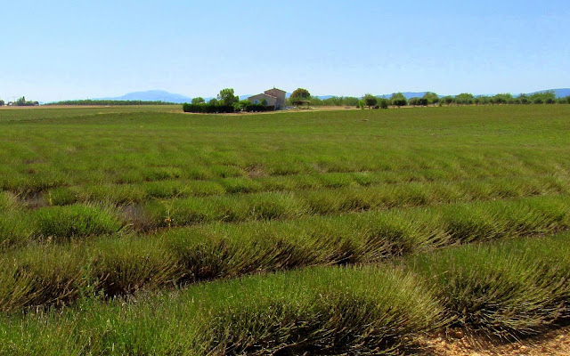 Campos de lavanda de La Provenza. Francia