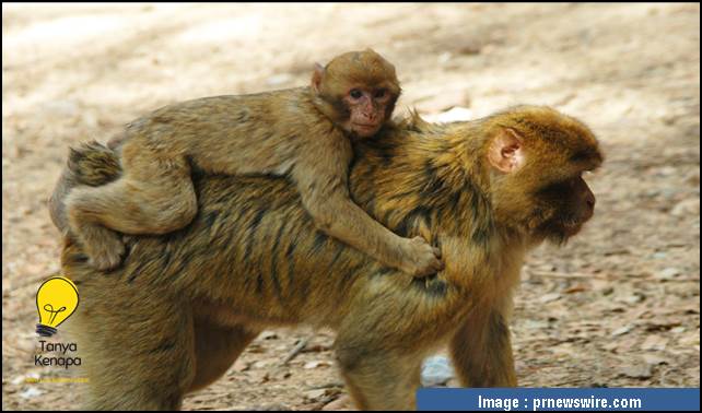 Perbedaan Monyet dan Kera