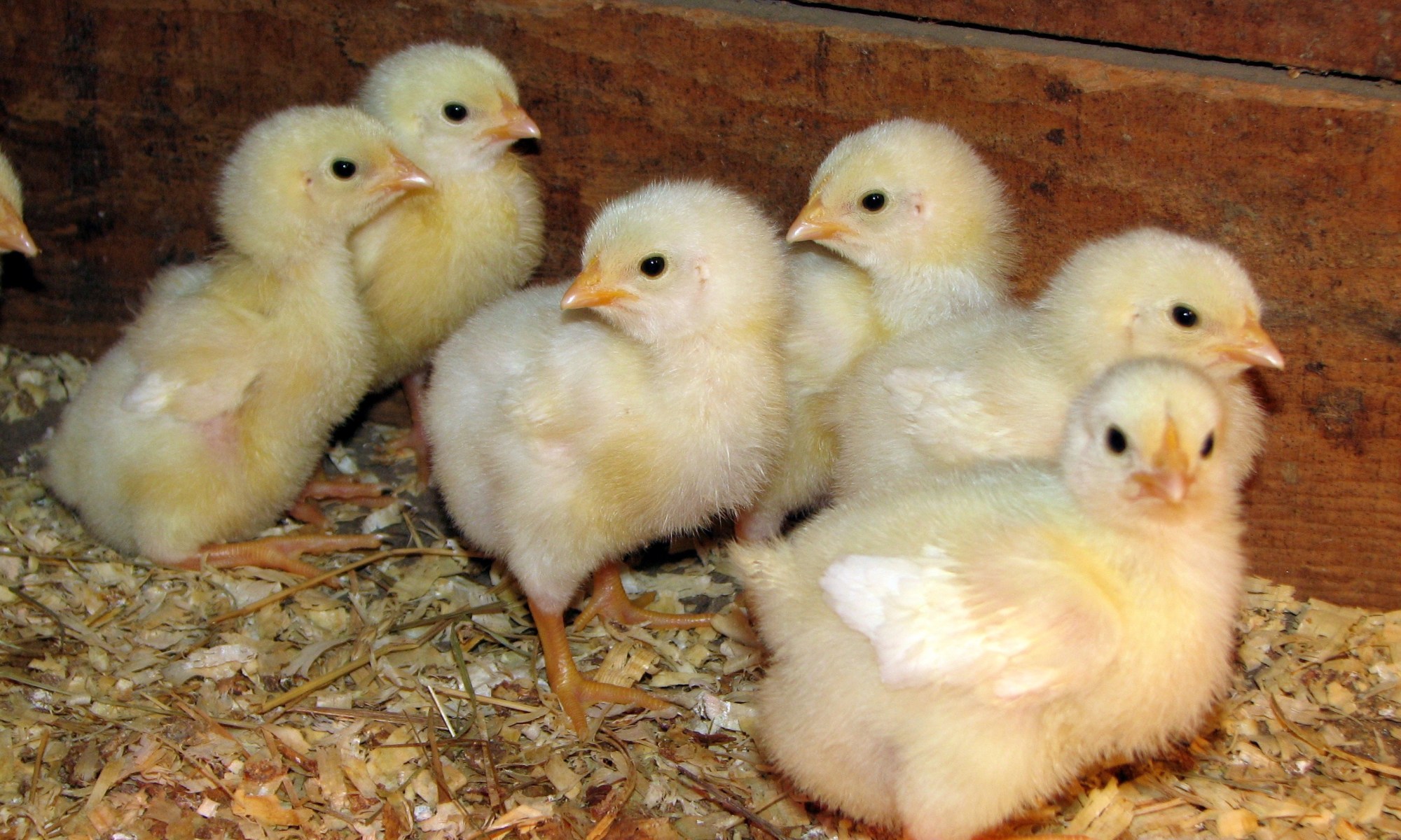 Купить цыплят в калининградской области. Цыпленок бройлер Мулард. Фото цыплят бройлеров. Взрослые цыплята. Венгерские цыплята.